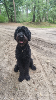 Nala, de hypoallergene hond van Twentezorg